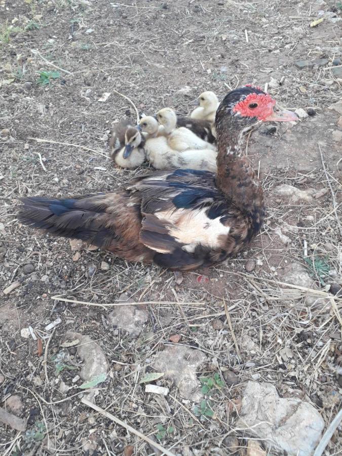 Quinta Da Jolanda-Happy Family Farm Appartement Lagos Buitenkant foto